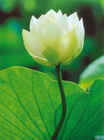 lotus.jpg